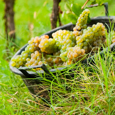 In vigna l’Azienda Agricola Le Morette ha scelto precisi metodi di lavoro mirati ad un’agricoltura sostenibile, privilegiando quei processi naturali che consentono di preservare la “risorsa ambiente”, con grande attenzione all’utilizzo dell’acqua, favorendo le fioriture e il proliferare di numerose specie di insetti utili per l’ecosistema vigneto, mantenendone la biodiversità di flora e fauna.